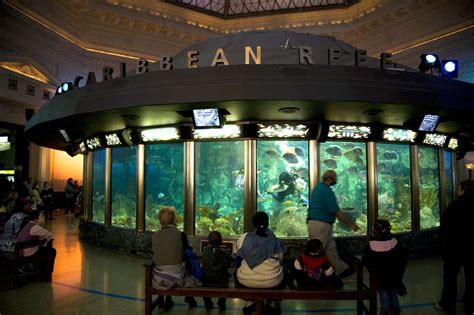 shedd aquarium location.